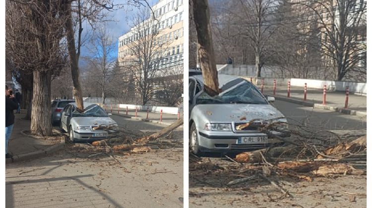 Un copac uscat a „aterizat” direct într-o mașină parcată la Telecentru! Cine este proprietarul