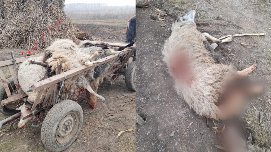 FOTO, VIDEO Masacru în Ungheni: 13 oi au fost sfâșiate de lupi