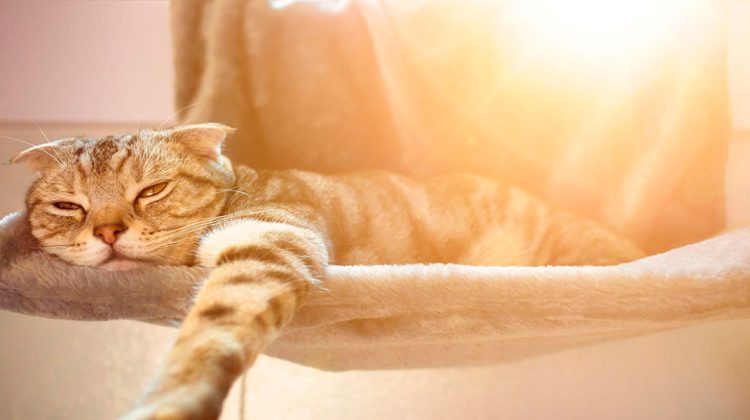 METEO Primăvara plutește în aer! Pășim în weekend cu maxime de până la +17°C