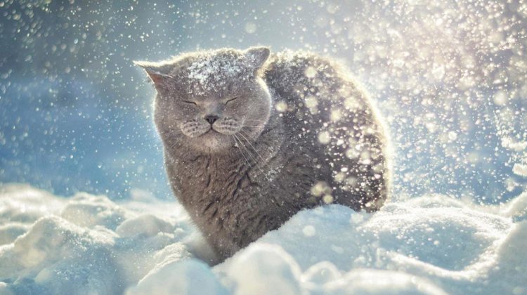 METEO Minime de până la -7°C și fulgi răzleți! Cum va fi vremea în prima zi de weekend