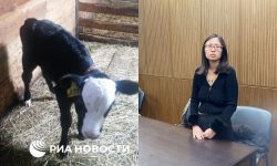 FOTO, VIDEO O americancă, condamnată în Rusia, că a plimbat un vițel în Piaţa Roşie: „Am vrut să îi arăt un loc frumos”
