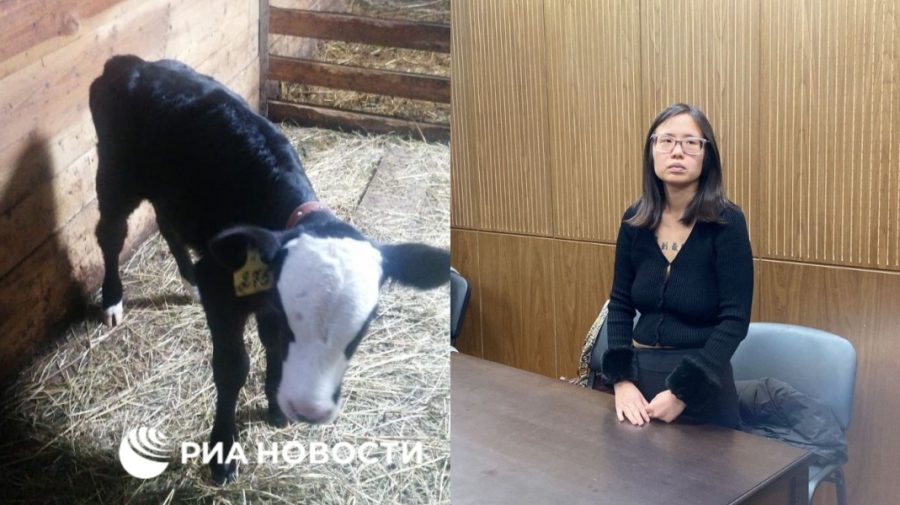 FOTO, VIDEO O americancă, condamnată în Rusia, că a plimbat un vițel în Piaţa Roşie: „Am vrut să îi arăt un loc frumos”