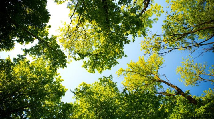 Copacii ar putea reduce cu o treime mortalitatea cauzată de caniculă în orașe