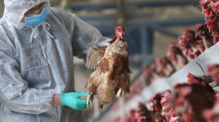 15 focare de gripă aviară – înregistrate în Moldova. Ce spune ANSA