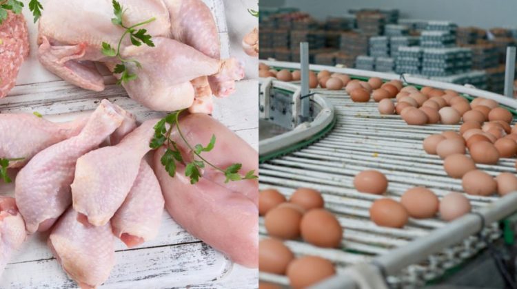 Producătorii autohtoni nu se înghesuie să exporte carne și ouă în UE. Câți și-au anunțat intenția
