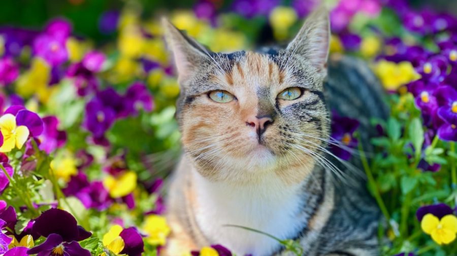 METEO Să fie soare! Încheiem săptămâna cu maxime de până la +10°C