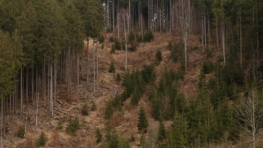 Peste jumătate din lemnul tăiat ilegal la nivel mondial provine din pădurile din România