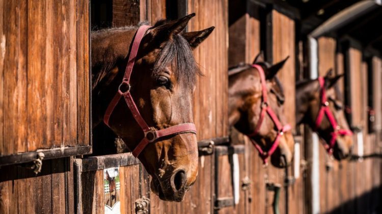Polițiștii din România au salvat 33 de cai, care urmau să fie sacrificați ilegal pentru carne