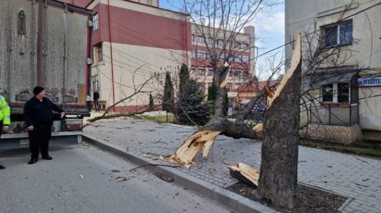 Accident în orașul Vaslui: Un șofer din Republica Moldova a doborât un copac. Consecințele sunt grave
