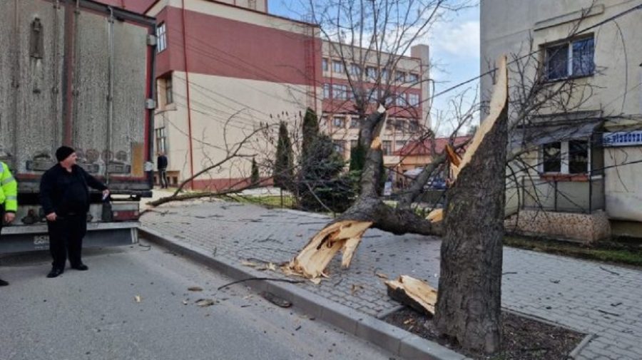 Accident în orașul Vaslui: Un șofer din Republica Moldova a doborât un copac. Consecințele sunt grave