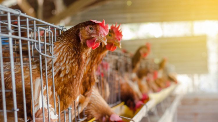 Dnepropetrovsk interzice importul de ouă și carne de pasăre din Moldova. ANSA: Decizie nonsens