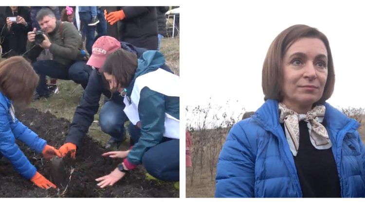 VIDEO Șefa statului, ministra Mediului și ambasadorul SUA plantează astăzi pomi la Cruzești