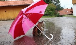 METEO Pregătim umbrelele! Sinopticienii promit ploi în mai multe raioane din țară