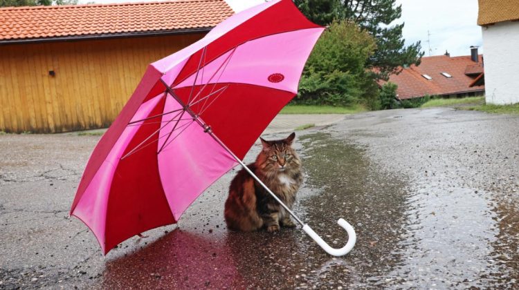 METEO Pregătim umbrelele! Sinopticienii promit ploi în mai multe raioane din țară
