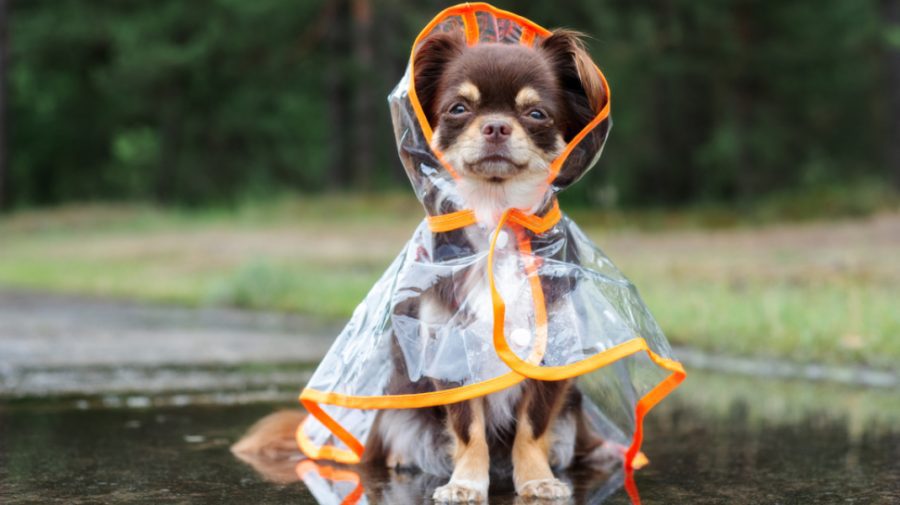 METEO Weekendul începe cu temperaturi generoase și stropi de ploaie! Cine trebuie să poarte azi umbrelă