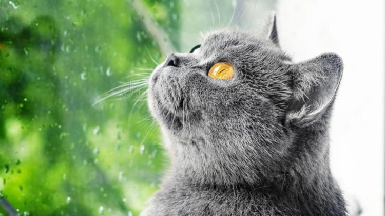 METEO Ploi slabe și temperaturi primăvăratice! Ultima zi a săptămânii ne aduce maxime de până la +18°C