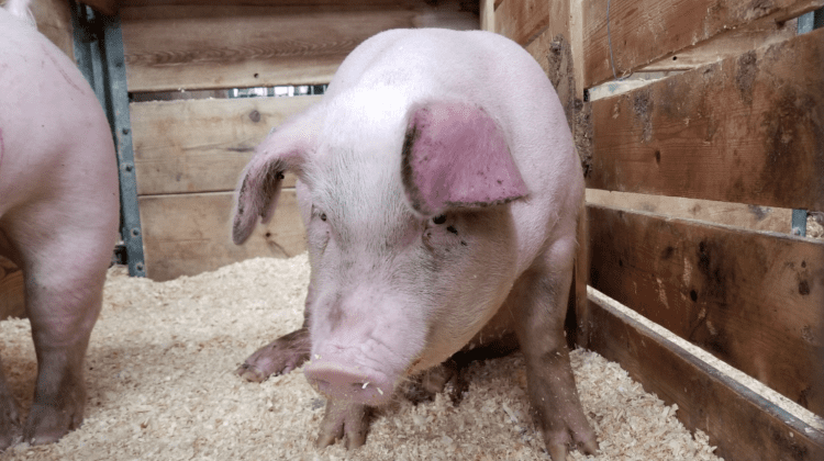 Caz de pestă porcină – înregistrat în Moldova. ANSA anunță localitatea