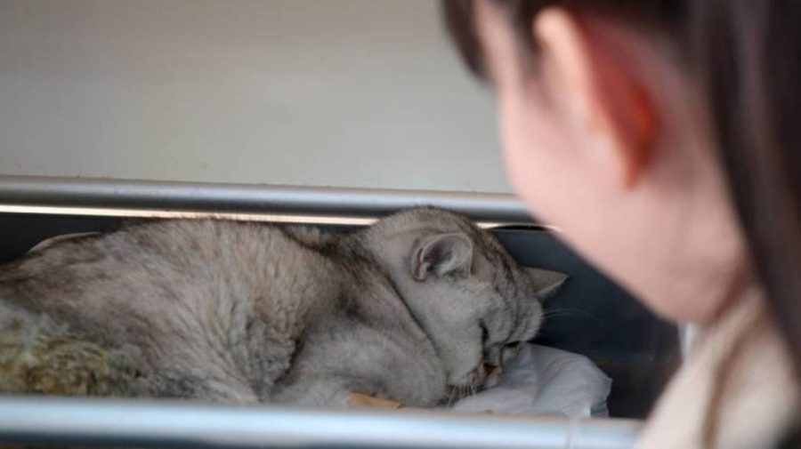FOTO Poveste cu final fericit: O pisică din Turcia a fost salvată la 49 de zile după cutremurul din februarie