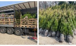 FOTO Arbori coniferi și plante de șapte mii euro – transportați ilegal din Olanda. Ce s-a întâmplat cu marfa