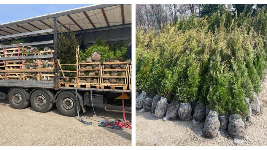 FOTO Arbori coniferi și plante de șapte mii euro – transportați ilegal din Olanda. Ce s-a întâmplat cu marfa
