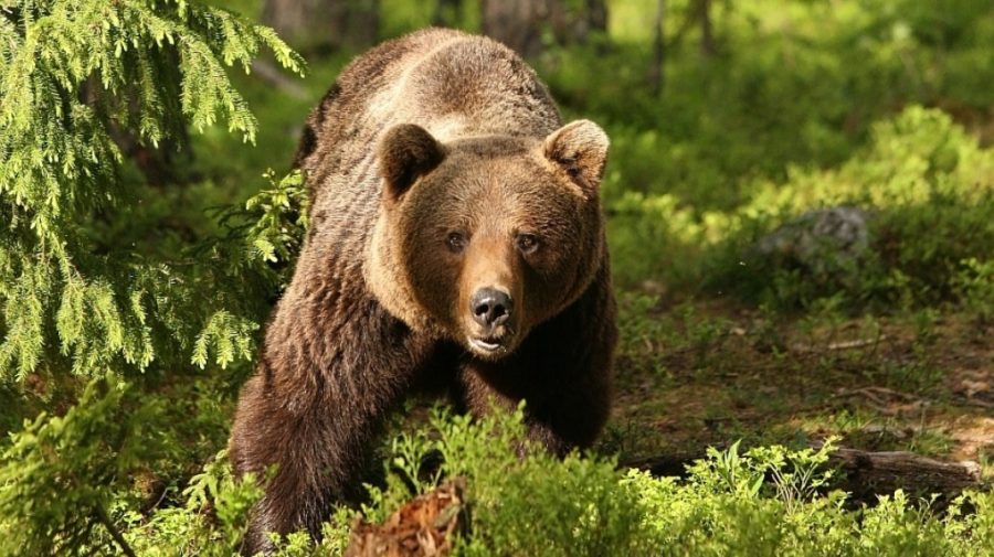 Un bărbat de 37 de ani ar fi fost sfâșiat de urs. Rămășițele sale au fost găsite împrăștiate lângă un sat