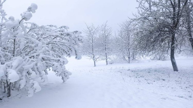 NINGE ca în povești în mai multe localităţi din Moldova! Stratul de zăpadă măsoară câţiva centimetri