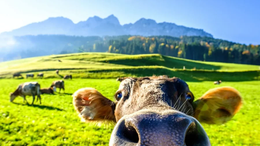 Cum vor britanicii să oprească râgâielile și flatulența vacilor care contribuie la schimbările climatice