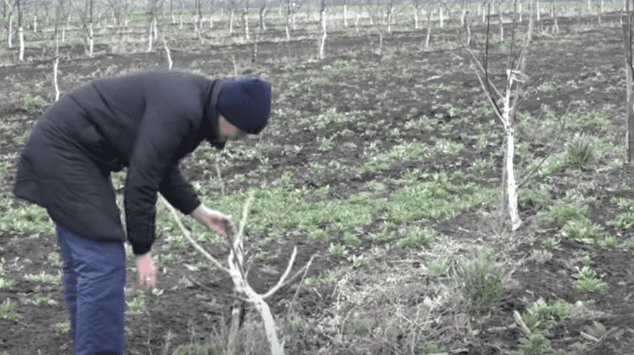 VIDEO Dosarul AIPA: Un consilier din Rîșcani, pus în arest la domiciliu, a distrus o livadă de nuci. Reacția poliției