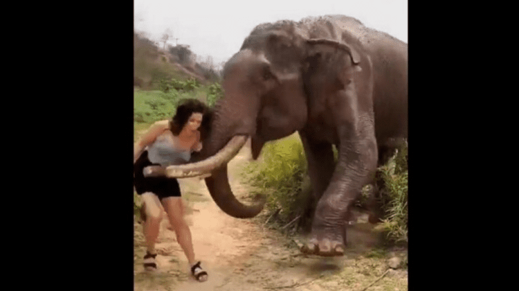 VIDEO Momentul șocant în care o femeie este zdrobită de un elefant furios după ce l-a tachinat cu o banană