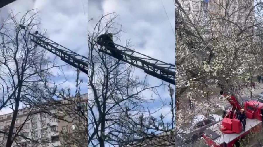 Trebuie să vezi acest VIDEO. Istoria motanului care a „trăit” două zile în vârful unui copac la Ciocana. A fost salvat?