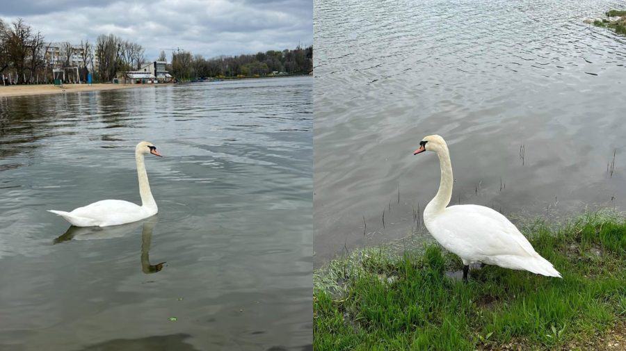 VIDEO O lebedă grațioasă, văzută zilnic de trecători pe lacul din Parcul „Valea Morilor”, dispărută. Află istoria