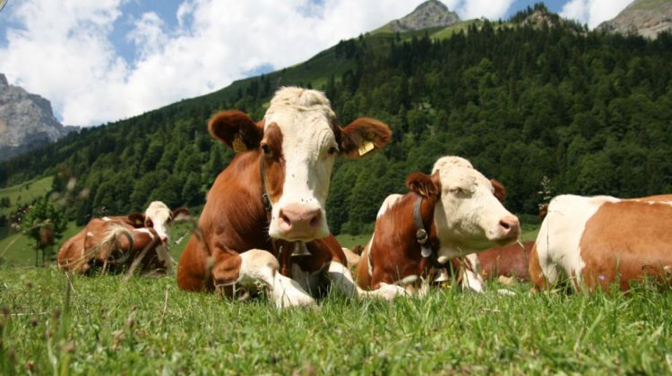 STATISTICĂ: Timp de 15 ani, numărul de ferme din UE a scăzut cu 5,3 milioane de unități