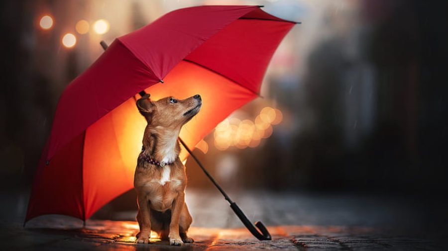 METEO  Înarmați-vă cu umbrele și cizme de cauciuc! Nu scăpăm de ploi nici astăzi
