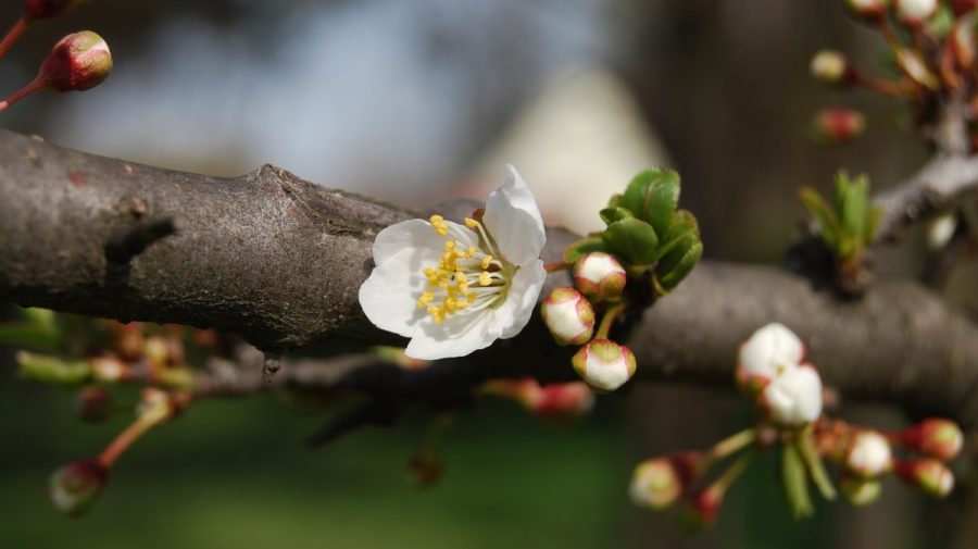 Ce timp anunţă meteorologii pentru astăzi?
