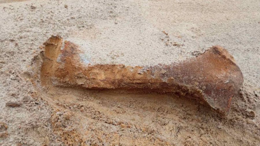 FOTO În stânga Nistrului au fost descoperite osemintele unui rinocer