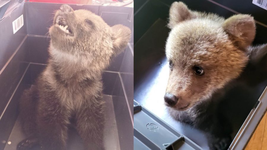 FOTO Salvamontiștii români au salvat un ursuleț abandonat. Puiul a stat singur o noapte întreagă
