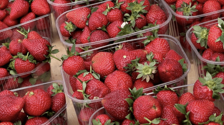 VIDEO La piața din Bălți au apărut primele căpșune autohtone. Care este prețul unui kilogram