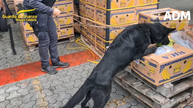 VIDEO Banane cu surprize! Trei tone de cocaină din America Latină urmau să ajungă în Armenia