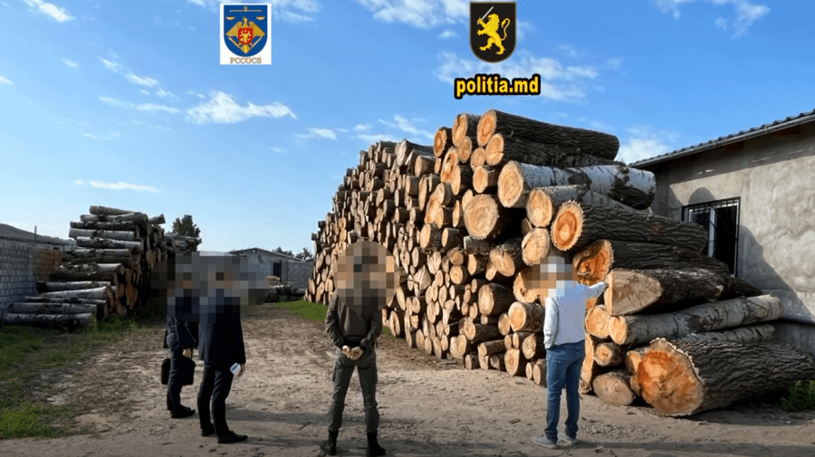 VIDEO Defrișări ilegale de arbori – la Hîncești! Au fost efectuate perheziții la o fabrică de paleți