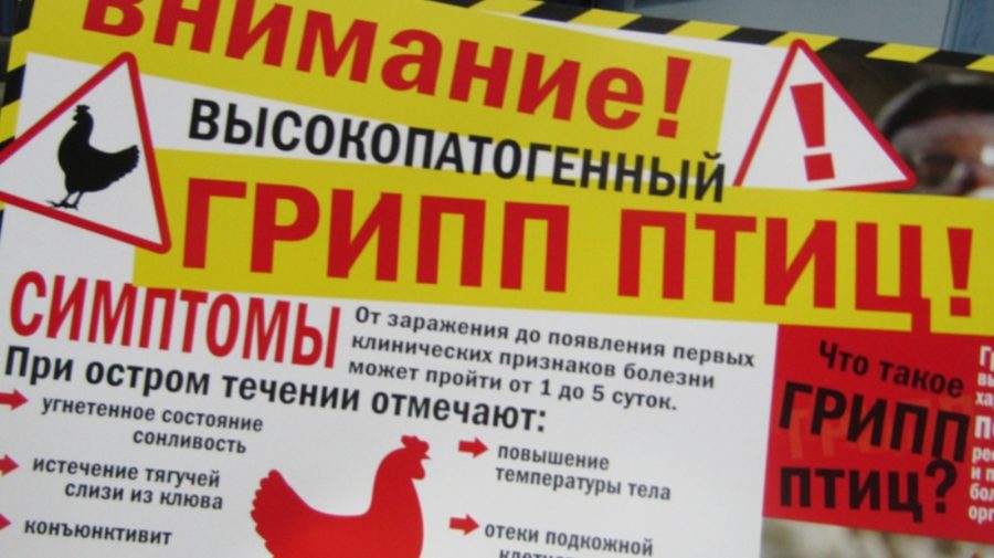 Gripa aviară face ravagii la Moscova! Mai multe cartiere ale Capitalei ruse intră în carantină
