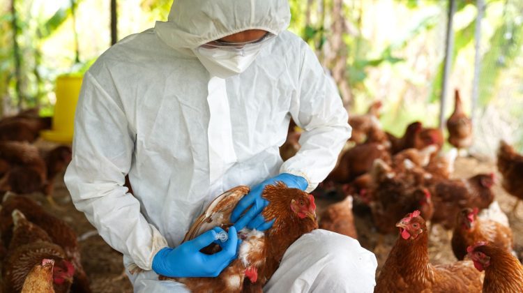 ALARMANT! Pe teritoriul Republicii Moldova au fost înregistrate 25 focare de gripă aviară