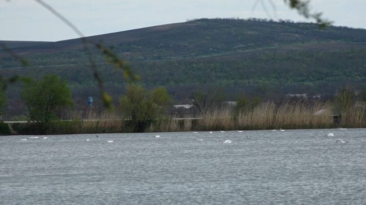 VIDEO de poveste în raionul Floreşti. Aproape 200 de lebede plutesc grațioase pe un lac