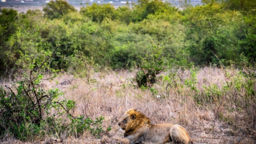 Loonkiito, posibil cel mai bătrân leu din Africa, a fost ucis. „A fost un simbol al rezistenței”. Nu e o poveste!