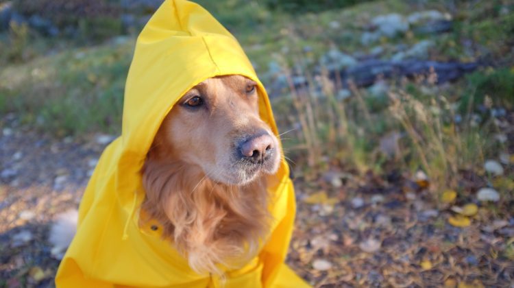 METEO Nu scăpăm de ploi nici azi! Sinopticienii prognozează ploi cu descărcări electrice și maxime de până la +28°C