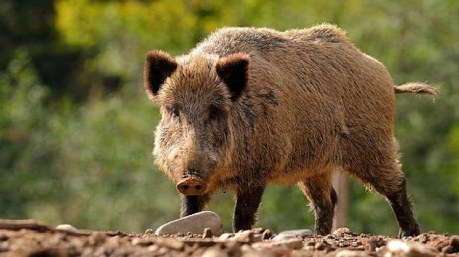 Un nou caz de pestă porcină! Virusul a fost descoperit la un mistreț din Codrii Tigheciului