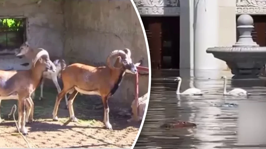 VIDEO Sute de animale de la grădina zoologică din Nova Kakhovka au murit din cauza distrugerii barajului