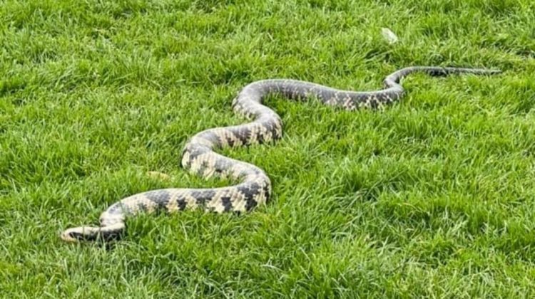 Un bărbat își scoate la plimbare în parc 20 de șerpi cărora le spune animale de companie