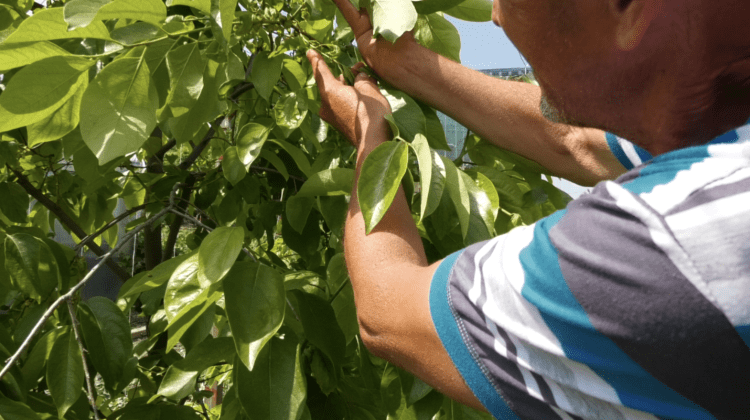 VIDEO Experimentează de 10 ani! Un bărbat din Căușeni crește în grădina proprie rodii, kiwi, lămâi și curmale