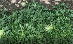VIDEO Un bărbat din Rîșcani și-a plantat cânepă în grădină. Poliția a scos din pământ toate firele