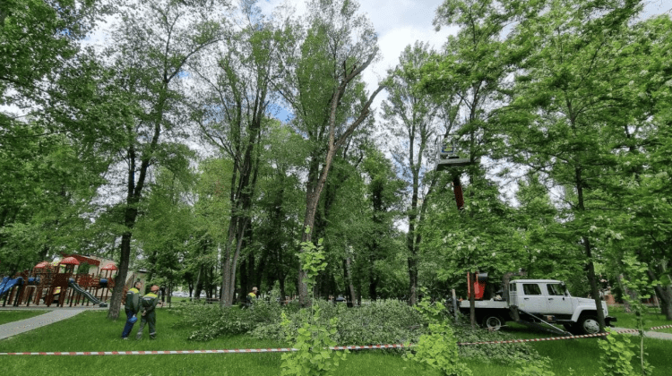 Sâmbătă se vor desfășura lucrări de defrișare a copacilor. Cum va circula transportul public